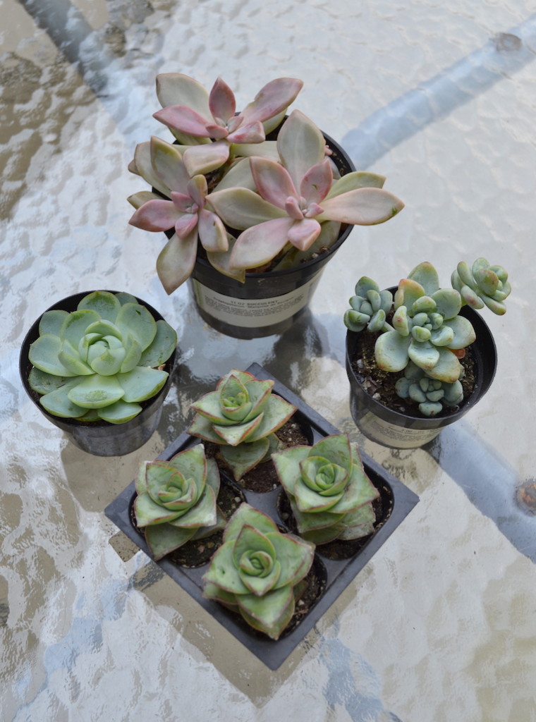 succulents chalk paint pots 11