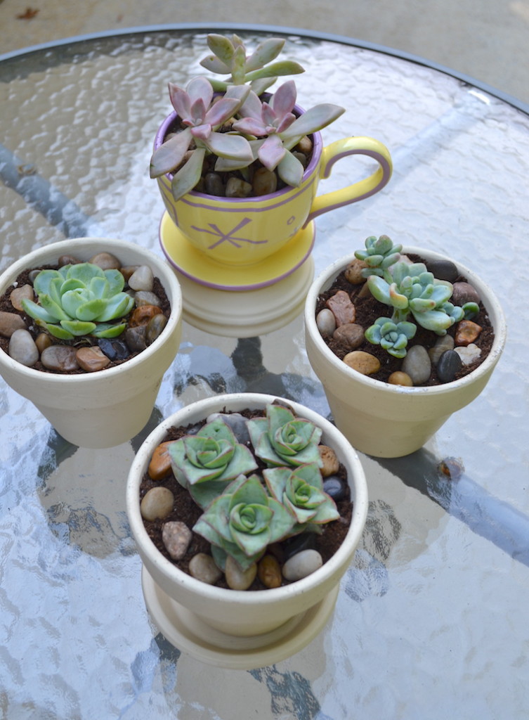 succulents chalk paint pots 13