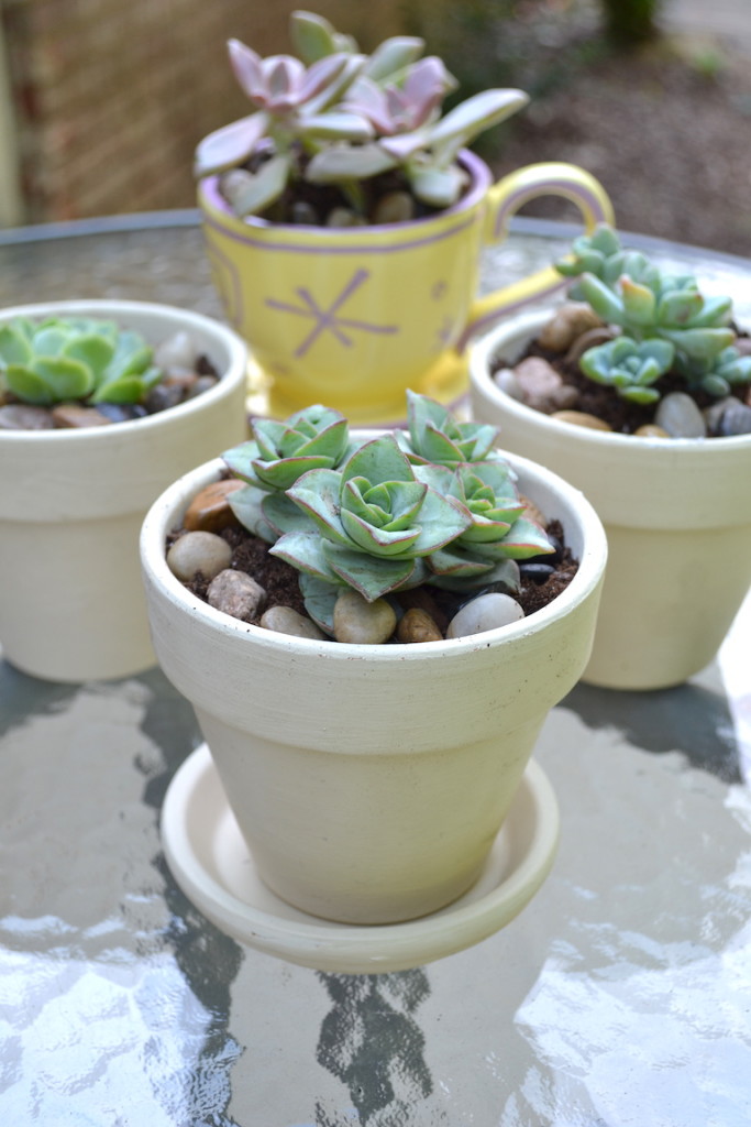 succulents chalk paint pots 14