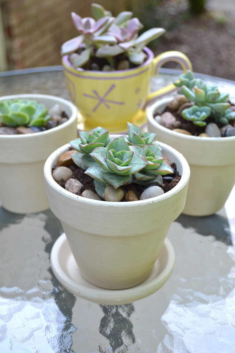 How To: Succulents In Chalk Paint Pots